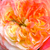 Rumeno - roza - Grandiflora - floribunda vrtnice - Ros'Odile